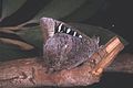 Male - females have a cream patch on the forewing underside