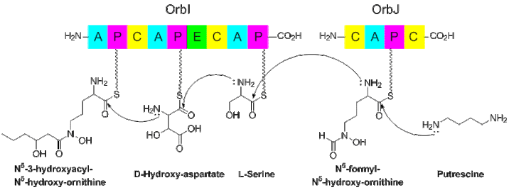 Biosynthesis of Ornibactin