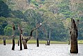 Submerged trees in Periyar National Park