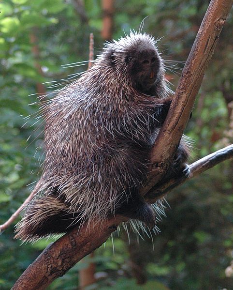 File:Porcupine-BioDome.jpg