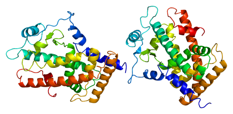 File:Protein PPARD PDB 1gwx.png