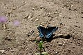 Red-spotted Purple, Limenitis arthemis astyanax