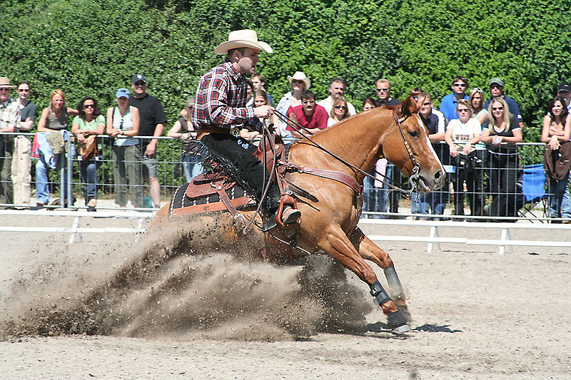 Archivo:Reining slidingstop.jpg