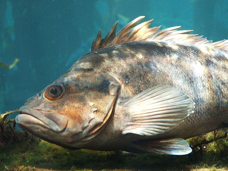 File:Rockfish (Sebastes spp.) 01.jpg