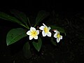 Sacuanjoche / Frangipani en El Crucero, Managua, Nicaragua.