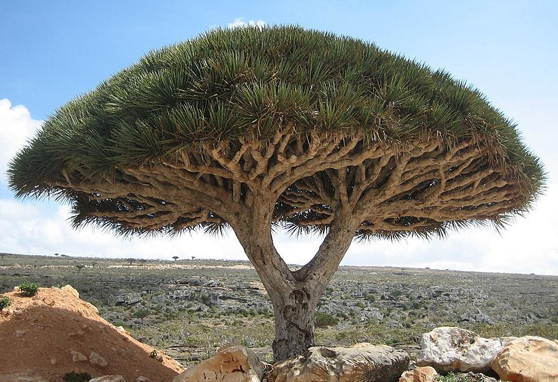 Файл:Socotra dragon tree.JPG