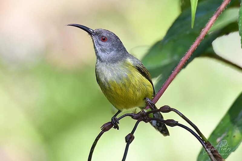 File:Tboli Sunbird Female.jpg