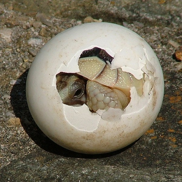 File:Tortoise-Hatchling.jpg