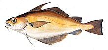 Trisopterus luscus Gervais.jpg