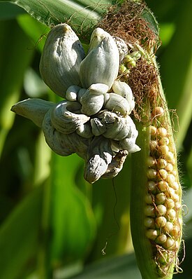 Пузырчатая головня кукурузы, вызываемая грибом Mycosarcoma maydis