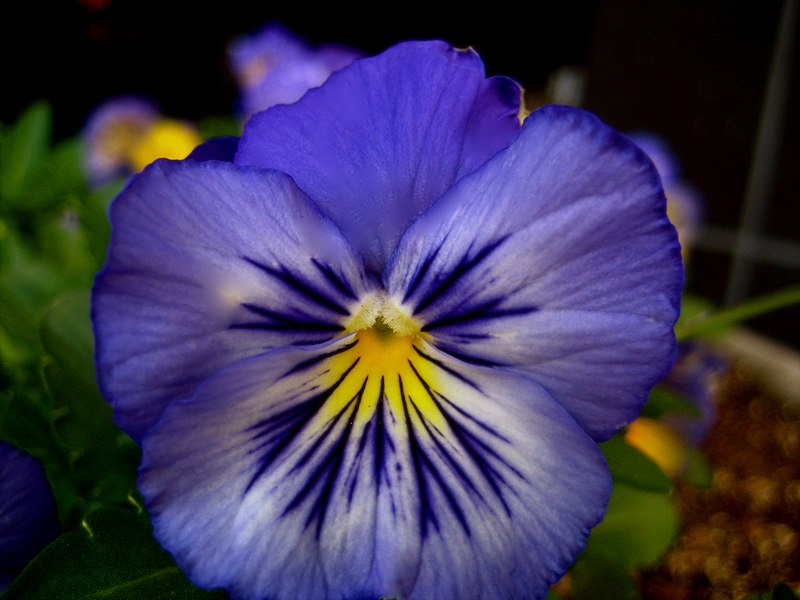 File:Viola (pansy) - 4.jpg