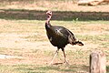 Meleagris gallopavo subsp. intermedia 野火雞 Wild turkey