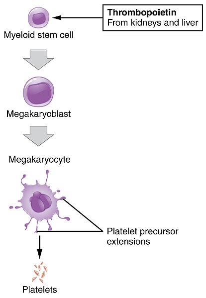 File:1908 Platelet Development.jpg