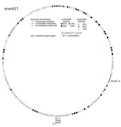 Alternative representation of the SNORD17 consensus structure.