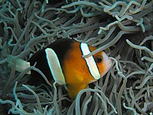 Amphiprion clarkii 1.jpg