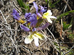 Babiana auriculata