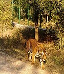 Bengal tiger