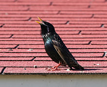 Singing adult male