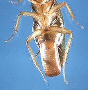 Female cockroach with ootheca