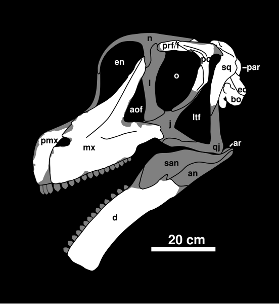 File:Brachiosaurus Skull Diagram.svg