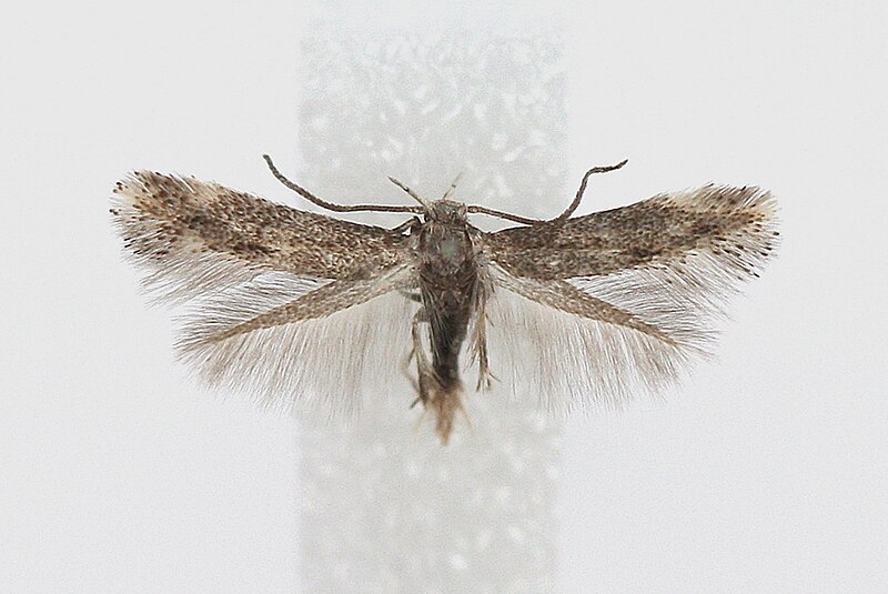 File:Elachista exactella - male.jpg