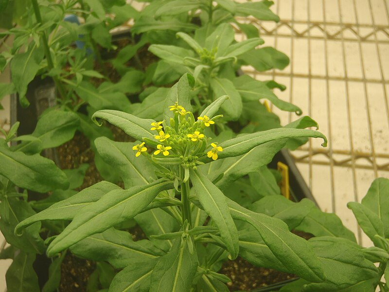 File:Erysimum cheiranthoides variety Elbtalaue.jpg