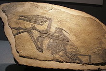 Eudimorphodon ranzii.jpg