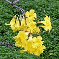 Flowers in Kolkata, West Bengal, India.