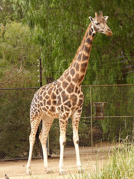 Archivo:Giraffa camelopardalis rothschildi 1.jpg