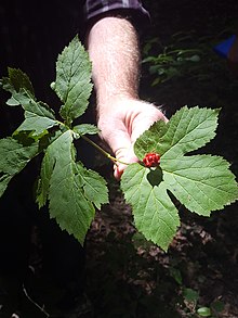 Goldenseal.jpg