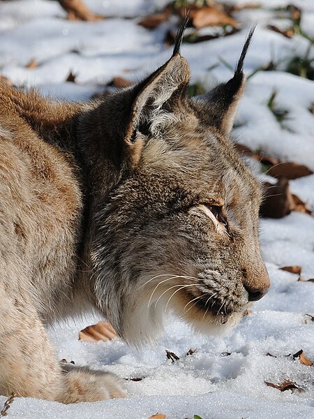 File:Lynx lynx, Luchs 08.JPG