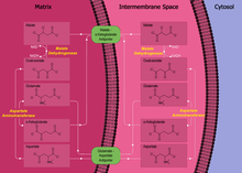 Malate-aspartate shuttle.png