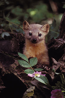 Marten with Flowers.jpg