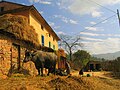 A house and some cattle in Nagarkot