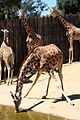 Giraffe drinking