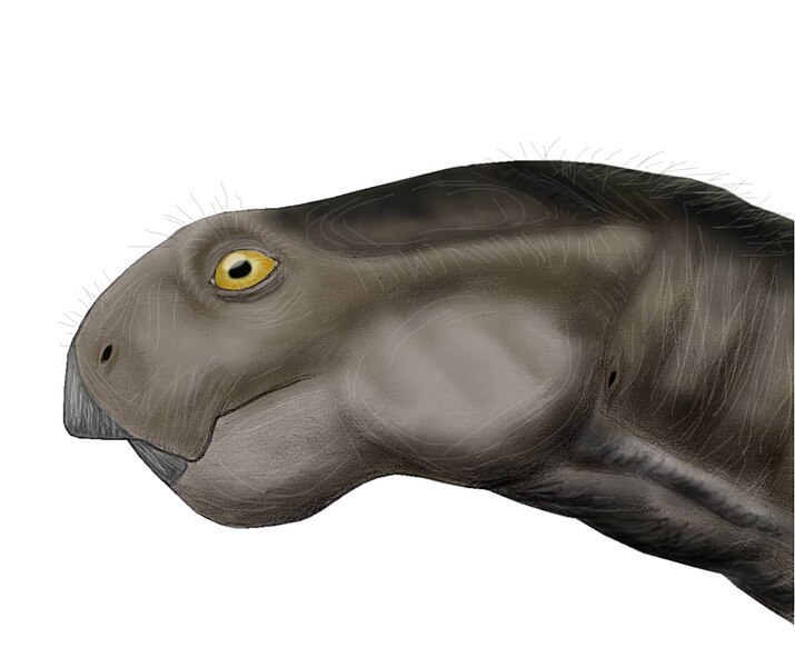 Файл:Oudenodon.jpg