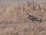 Female