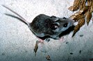 Peromyscus polionotus trissyllepsis