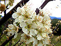 Plum blossom