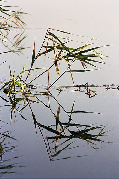 File:Reeds in the Ouse.jpg