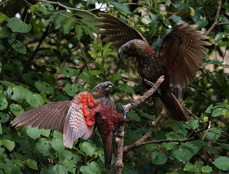 File:Scrapping kaka.jpg