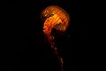 Sea nettle jellyfish at the Tennessee Aquarium.