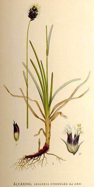 Файл:Sesleria uliginosa.jpg