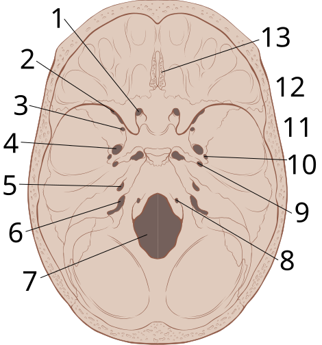 File:Skull interior anatomy.svg