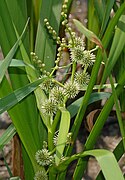 Detalle de hojas e inflorescencias de Sparganium.