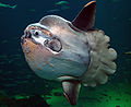 The deep-diving ocean sunfish is the largest bony fish, but its skeleton is mostly cartilaginous.