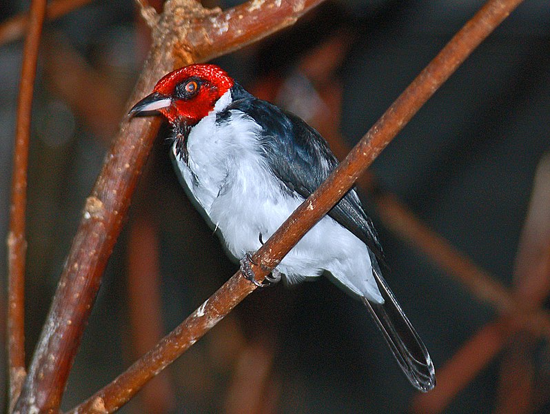 Файл:Thraupidae - Paroaria gularis.JPG