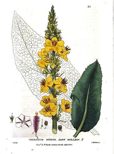 Файл:Verbascum nigrum00.jpg