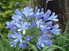 Agapanthus africanus.jpg