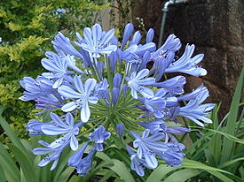 Agapanthus africanus